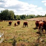 élevage Highland Cattle Bourgogne