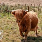 élevage Highland Cattle Bourgogne