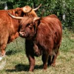 élevage Highland Cattle Bourgogne