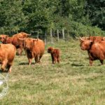 élevage Highland Cattle Bourgogne