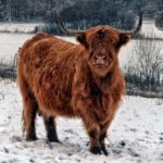 élevage Highland Cattle Bourgogne