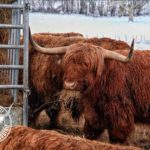 élevage Highland Cattle Bourgogne