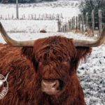 élevage Highland Cattle Bourgogne